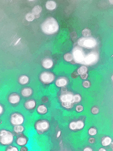 Abstract White Circular Shapes Floating in Green 